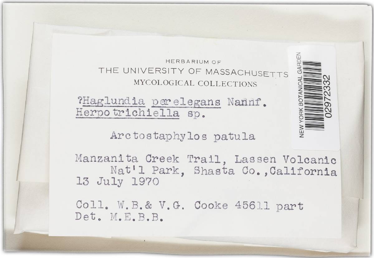 Haglundia perelegans image