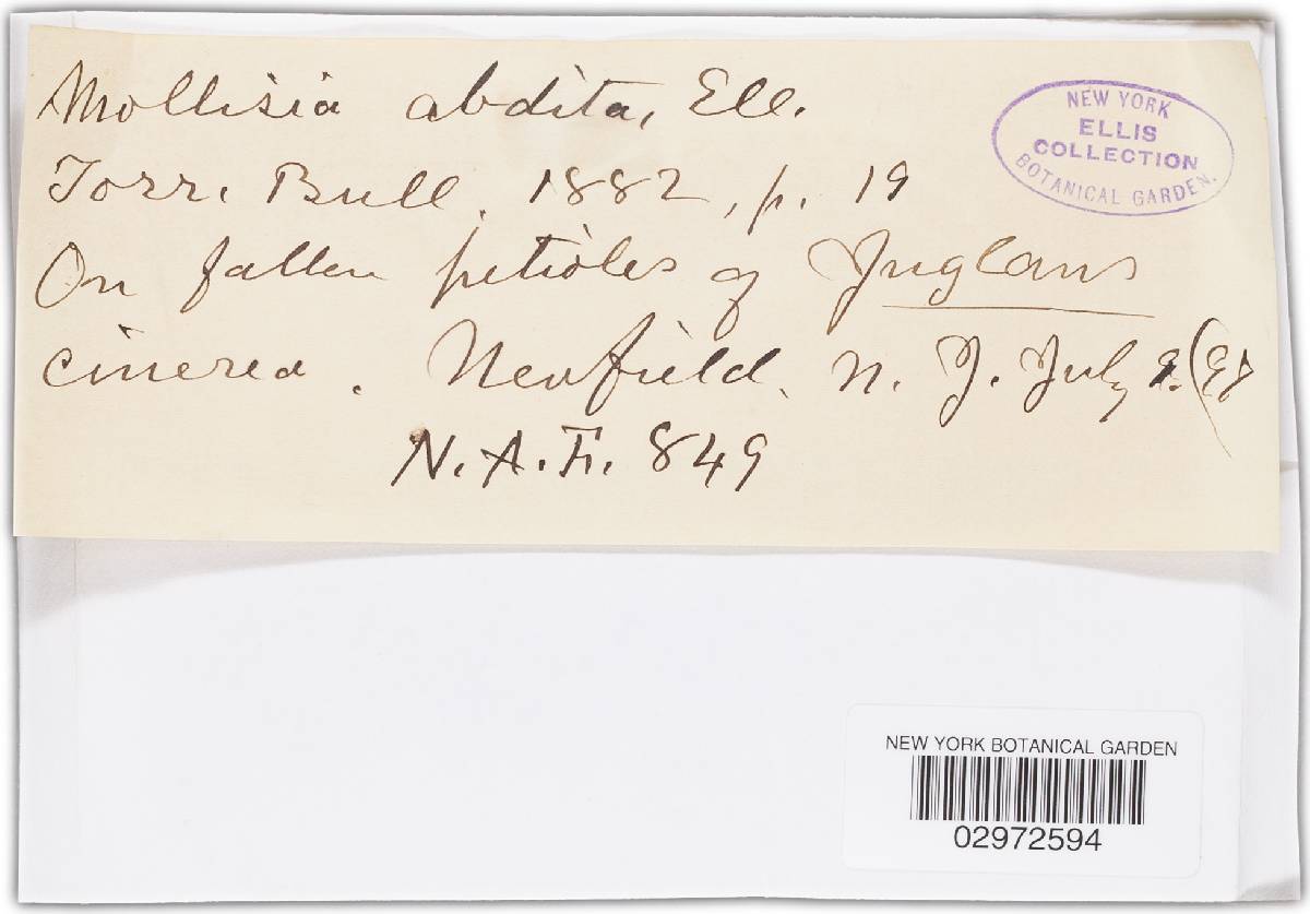 Mollisia abdita image