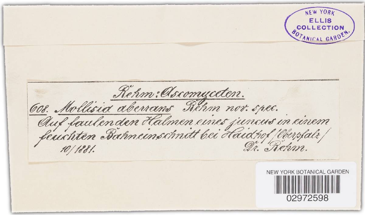 Mollisia aberrans image