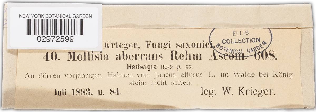 Mollisia aberrans image