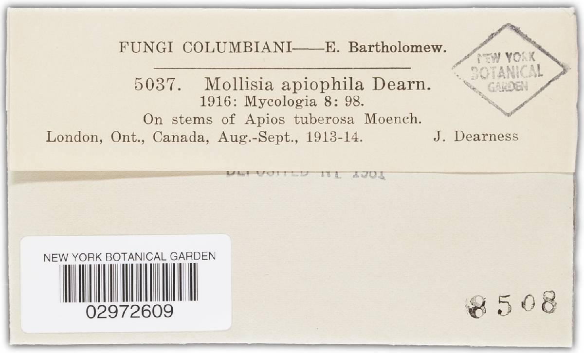 Mollisia apiophila image