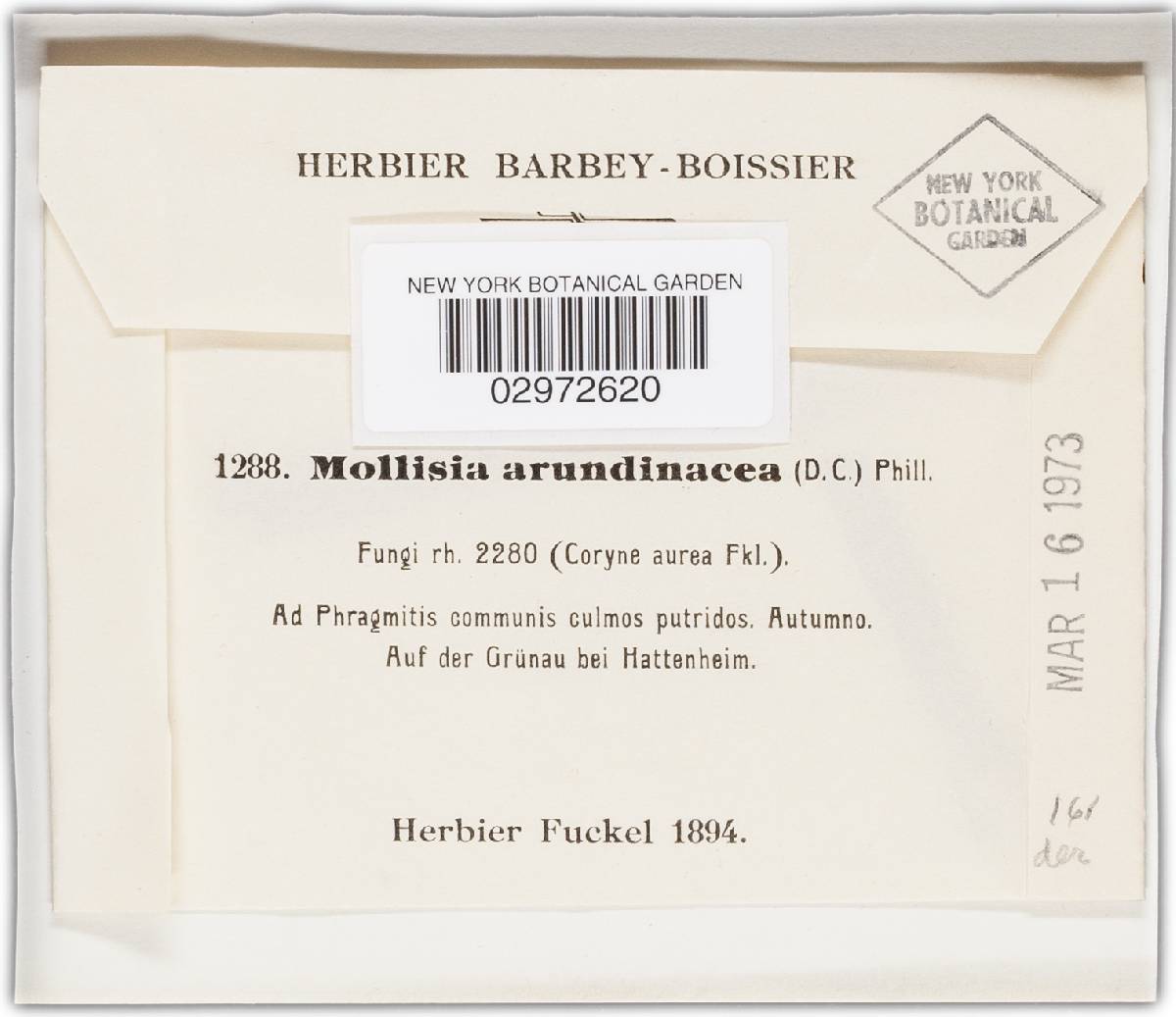 Mollisia arundinacea image