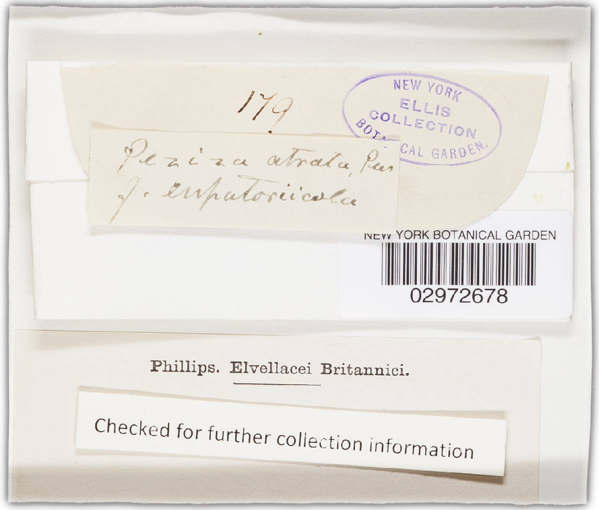 Mollisia atrata image