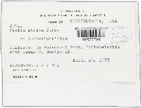 Mollisia atrata image