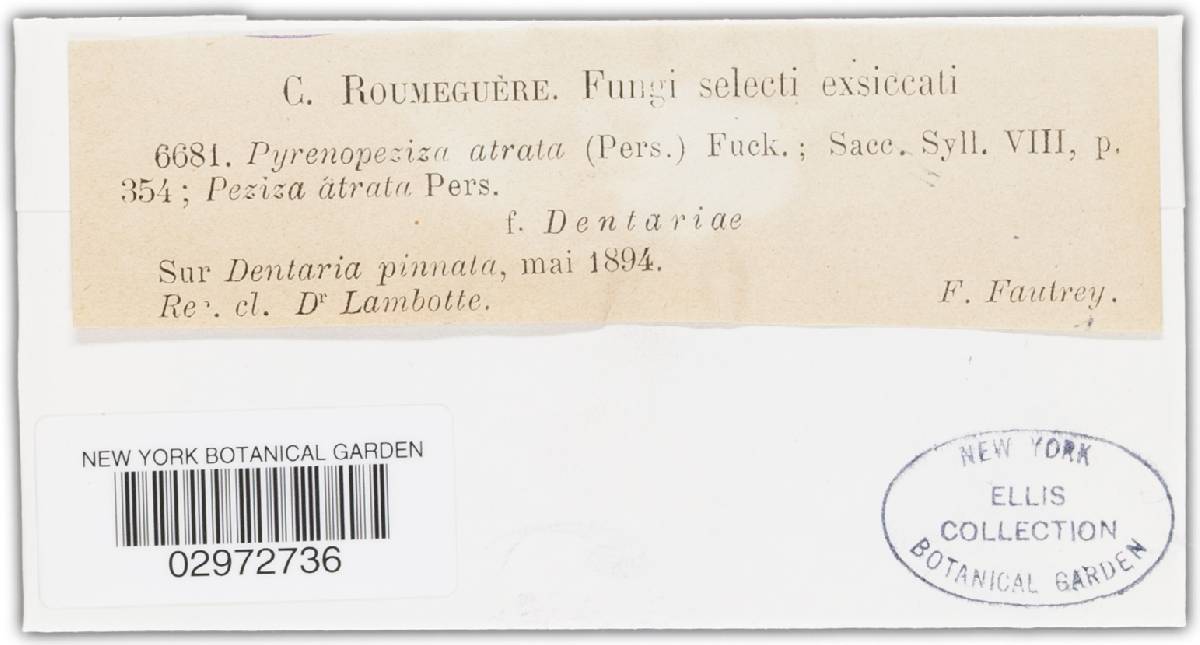 Mollisia atrata image