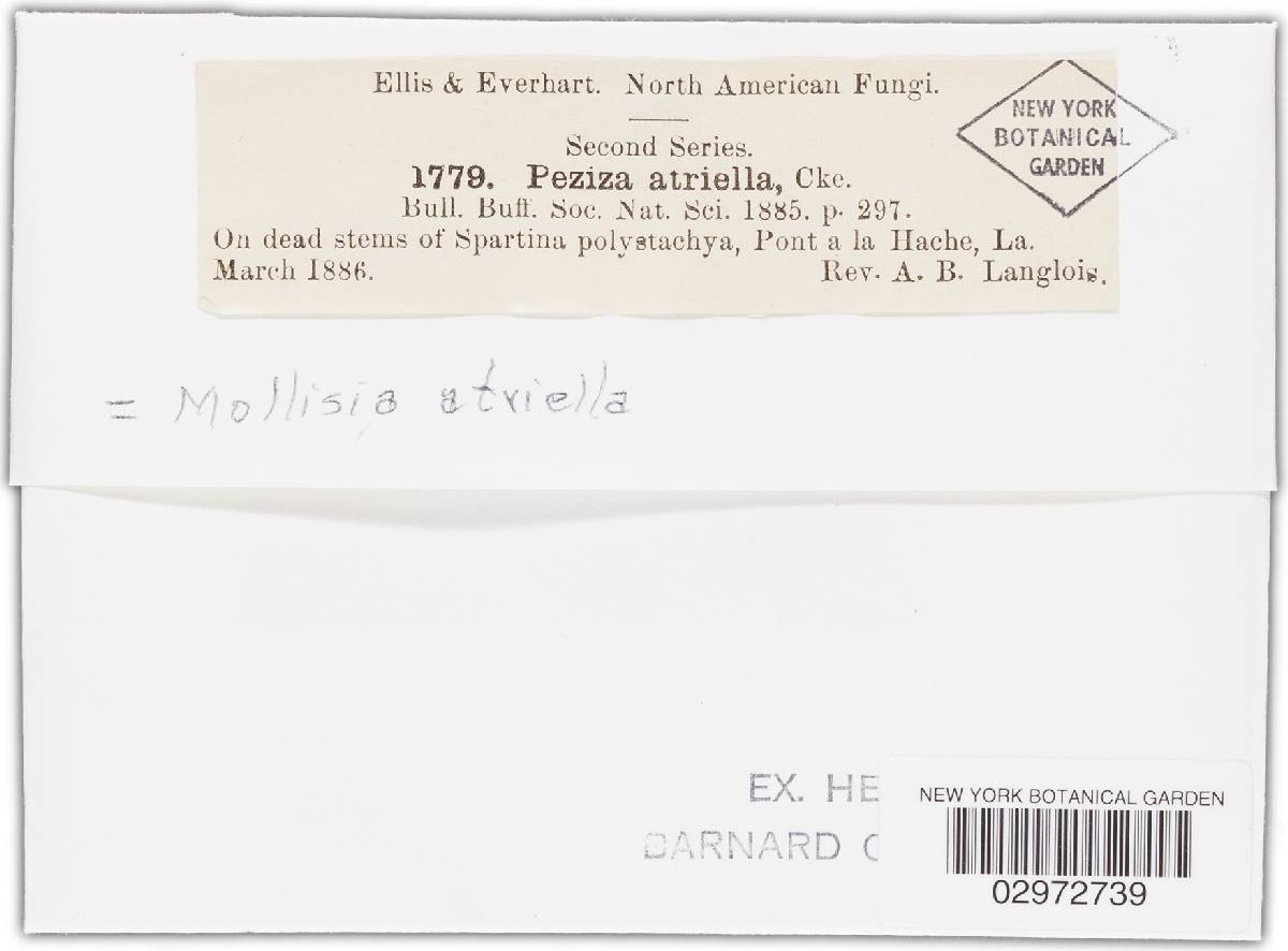Mollisia atriella image