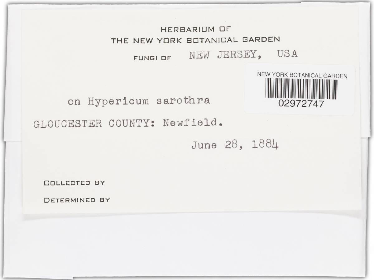 Mollisia atrocinerea image