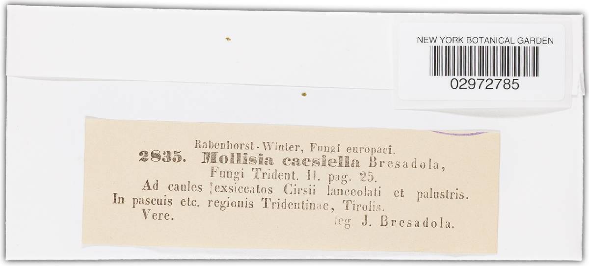 Mollisia caesiella image