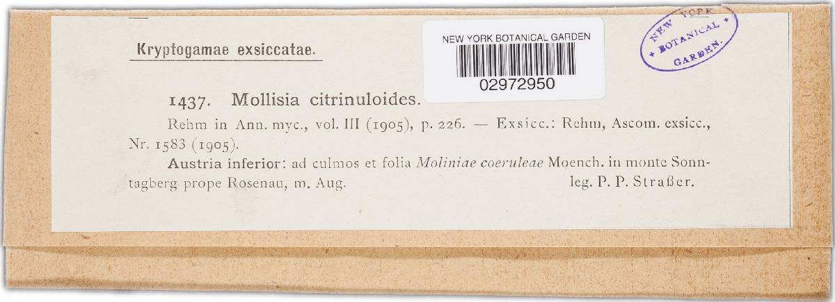 Mollisia citrinuloides image
