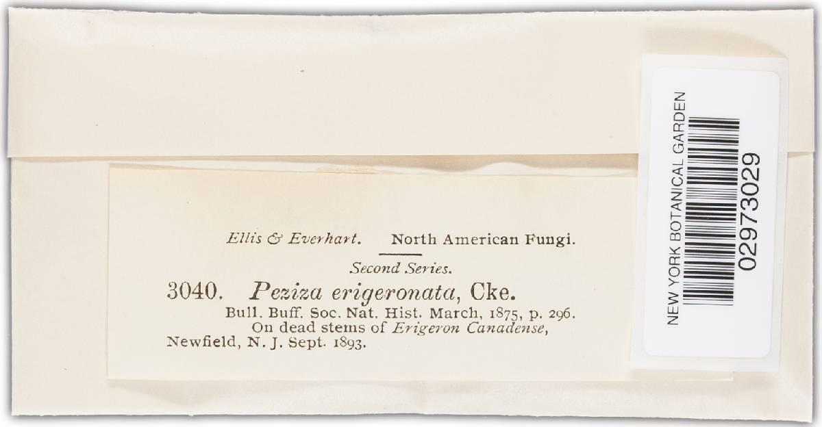 Mollisia erigeronata image