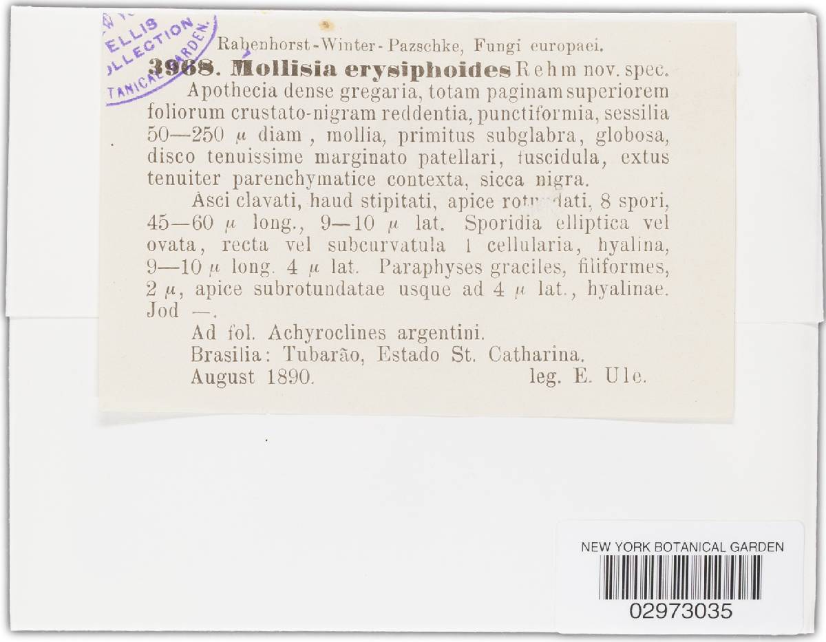 Mollisia erysiphoides image