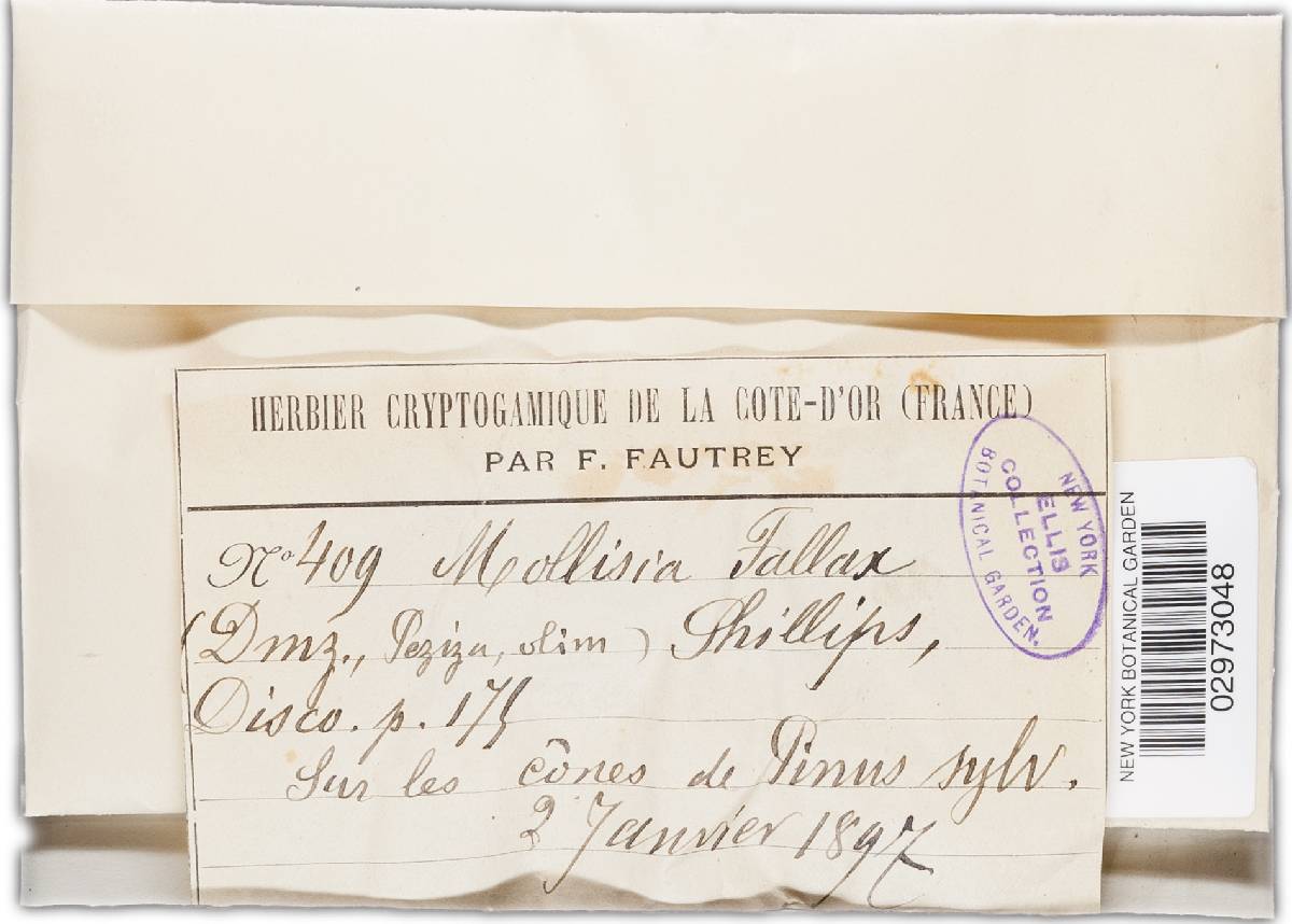 Mollisia fallax image