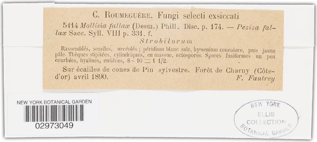Mollisia fallax image