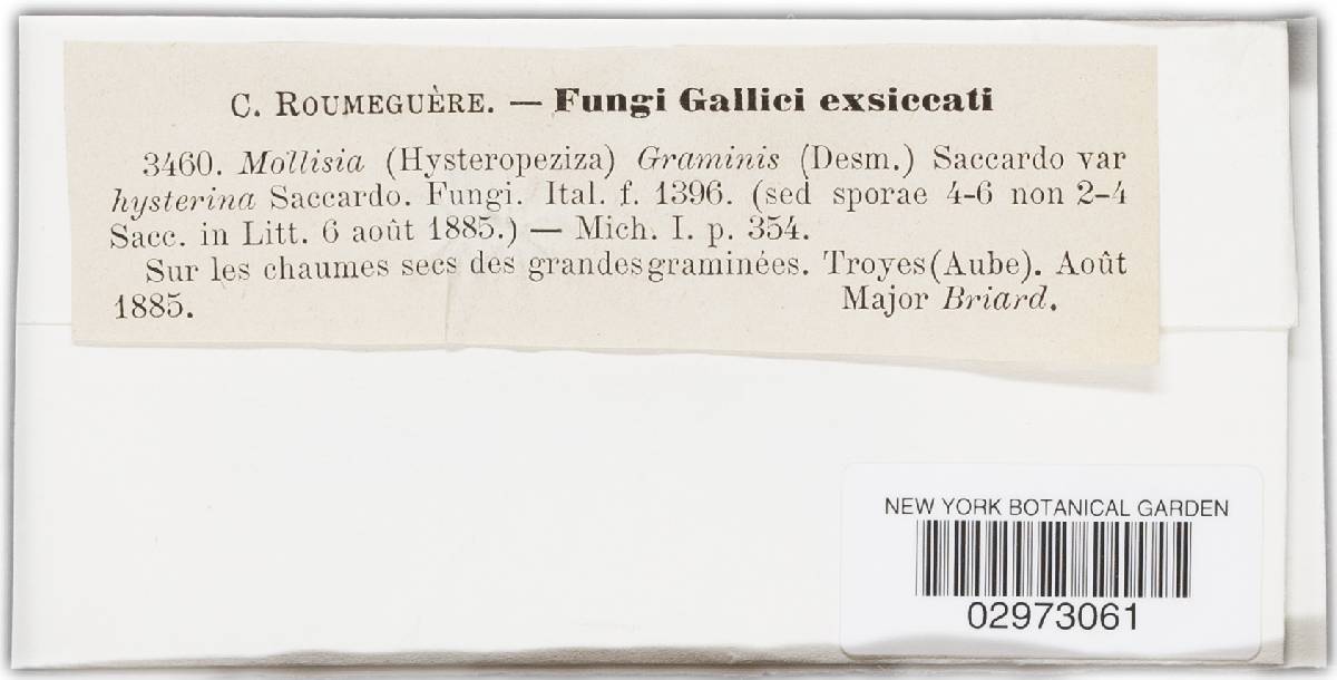 Pyrenopeziza karstenii image