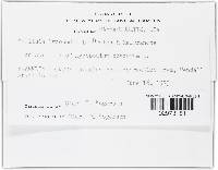 Mollisia lycopodii image