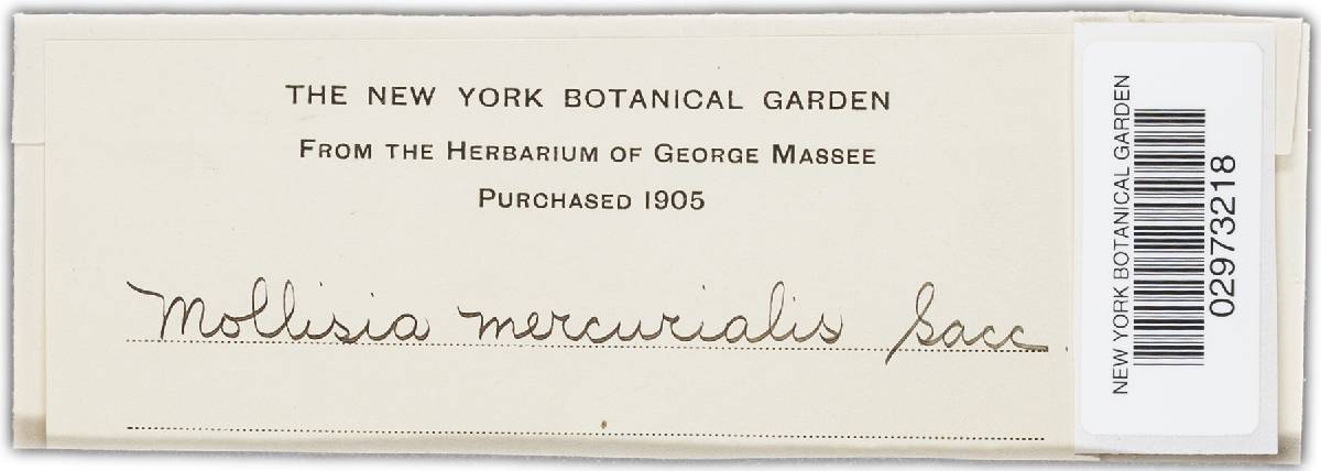Mollisia mercurialis image