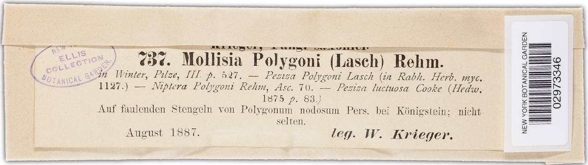 Mollisia polygoni image
