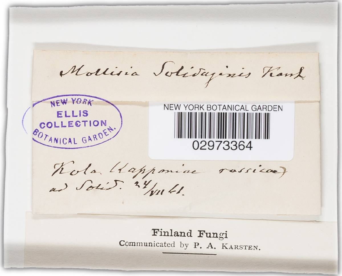 Mollisia solidaginis image