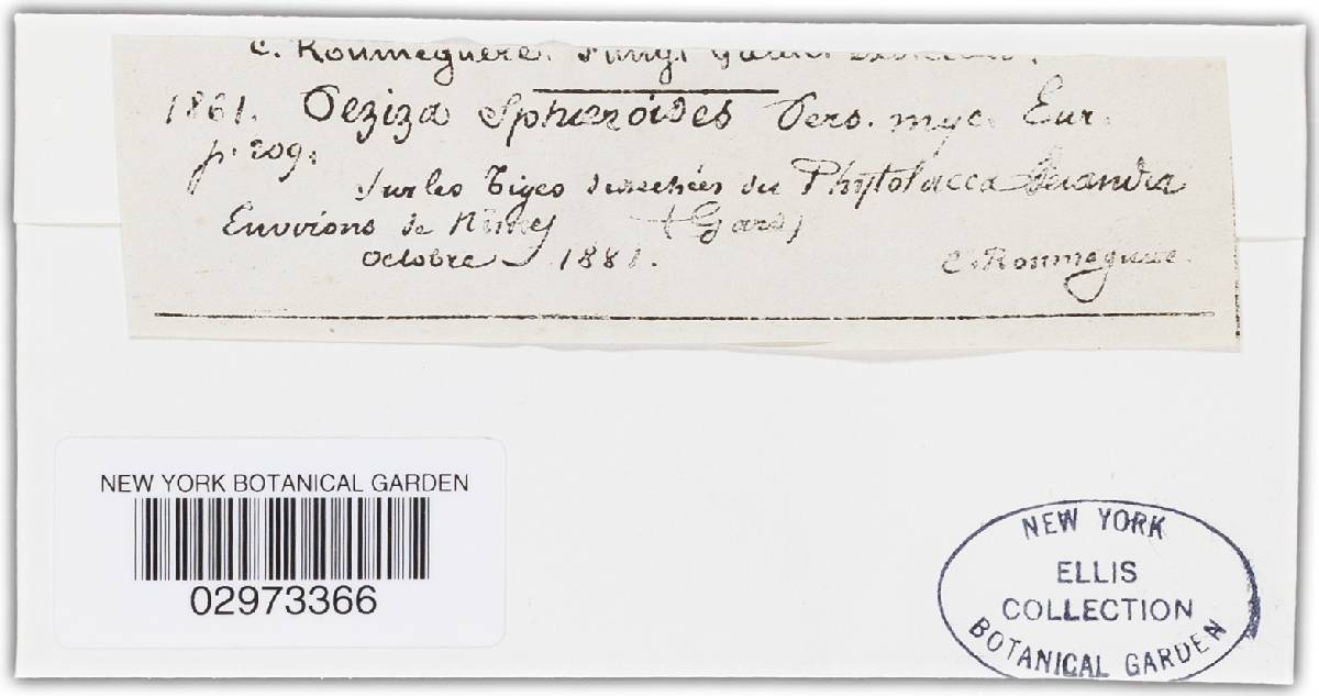 Mollisia sphaeroides image