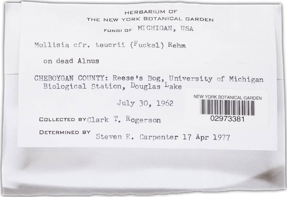Mollisia teucrii image