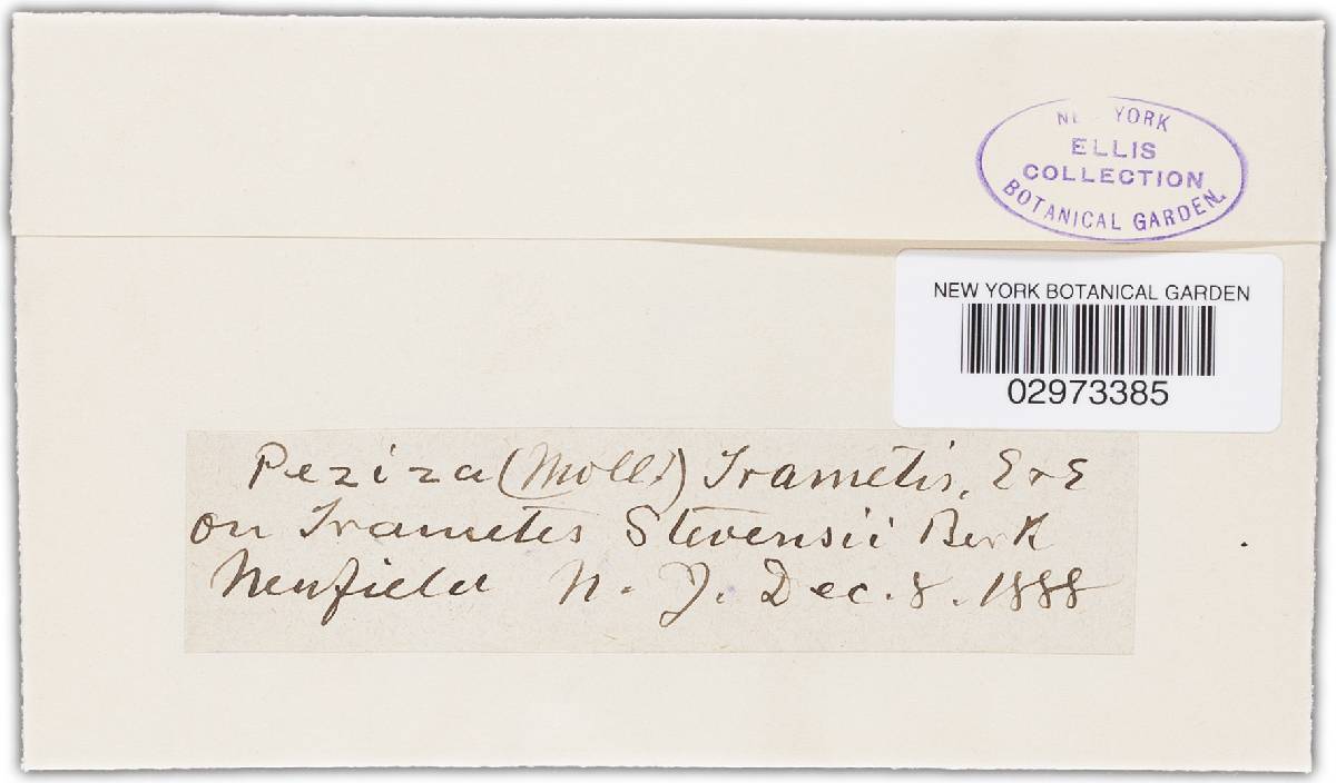 Mollisia trametis image