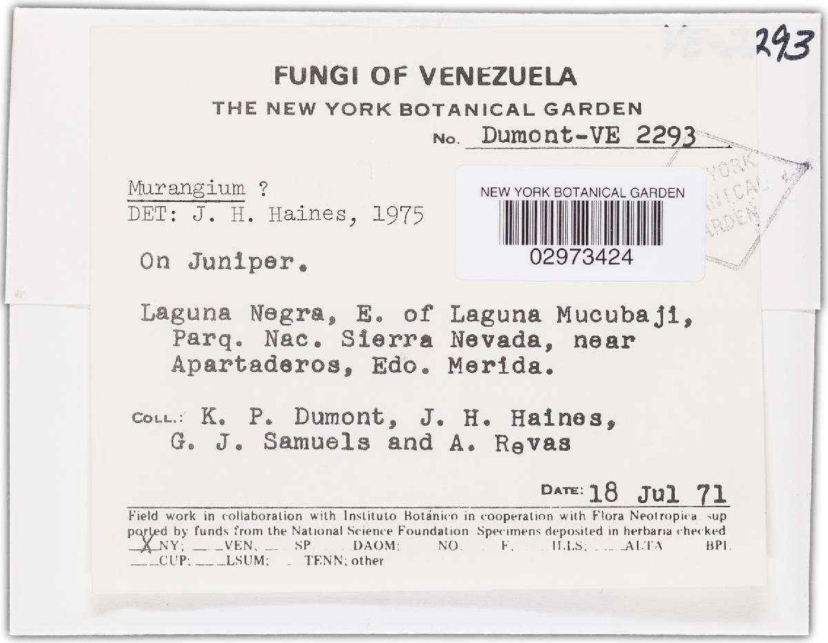 Murangium image