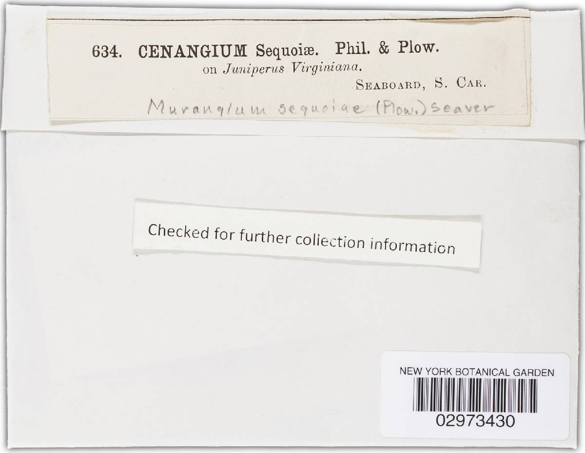 Murangium sequoiae image