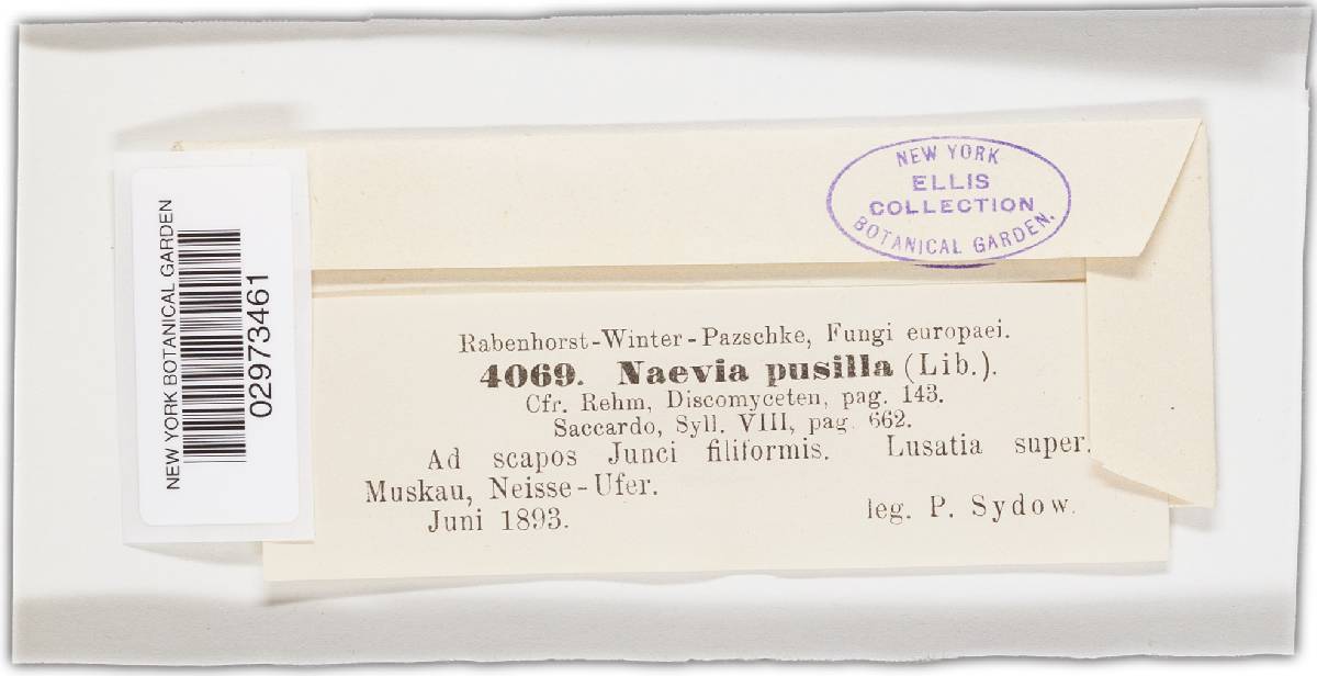Phacidium pusillum image