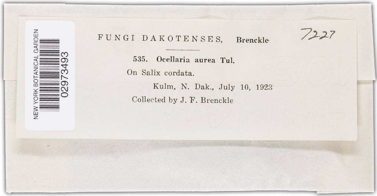 Pezicula ocellata image