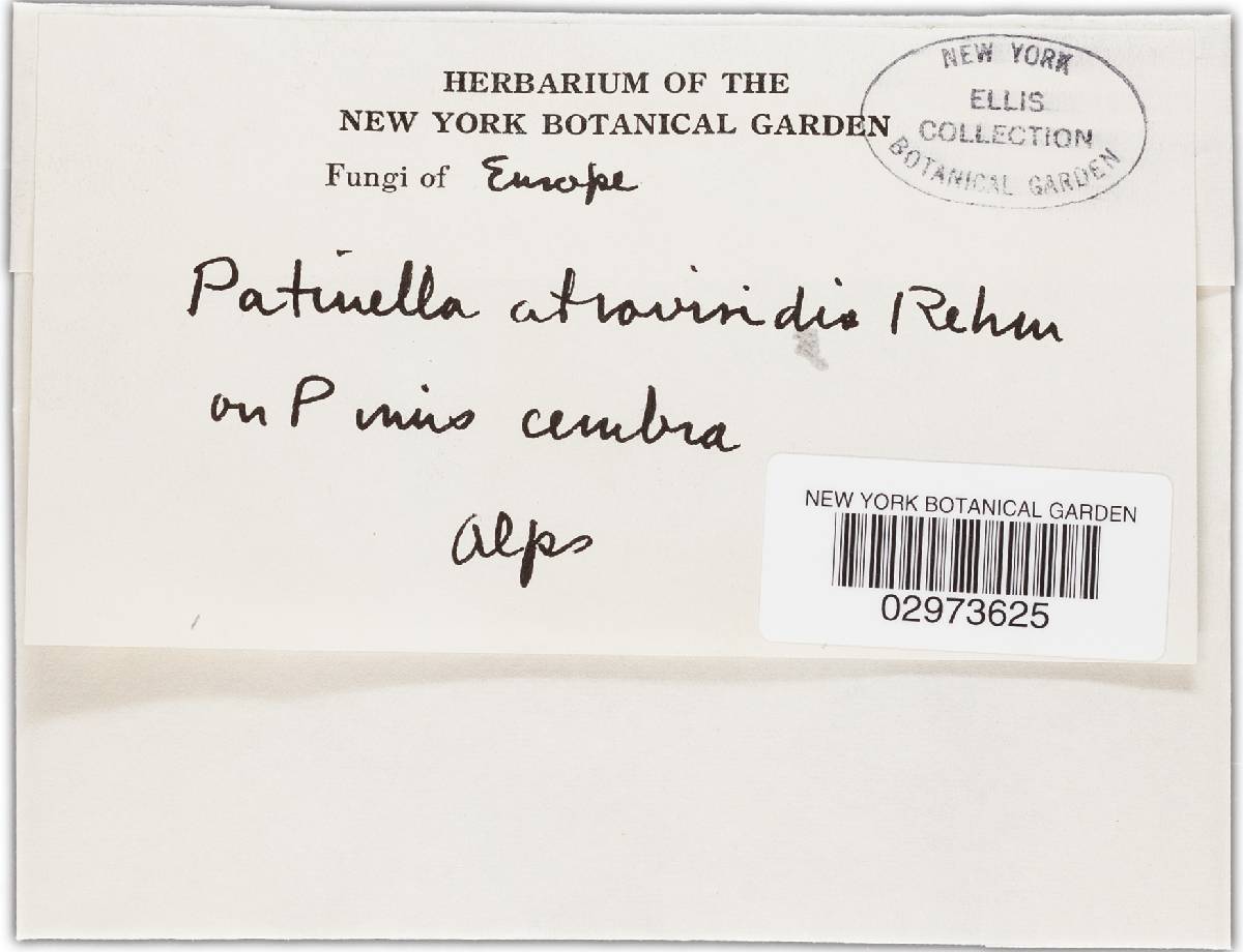 Patinella image