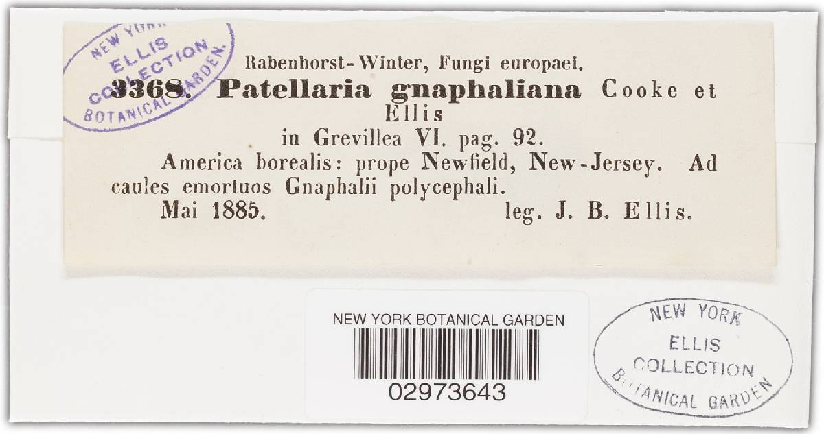 Patinella gnaphaliana image