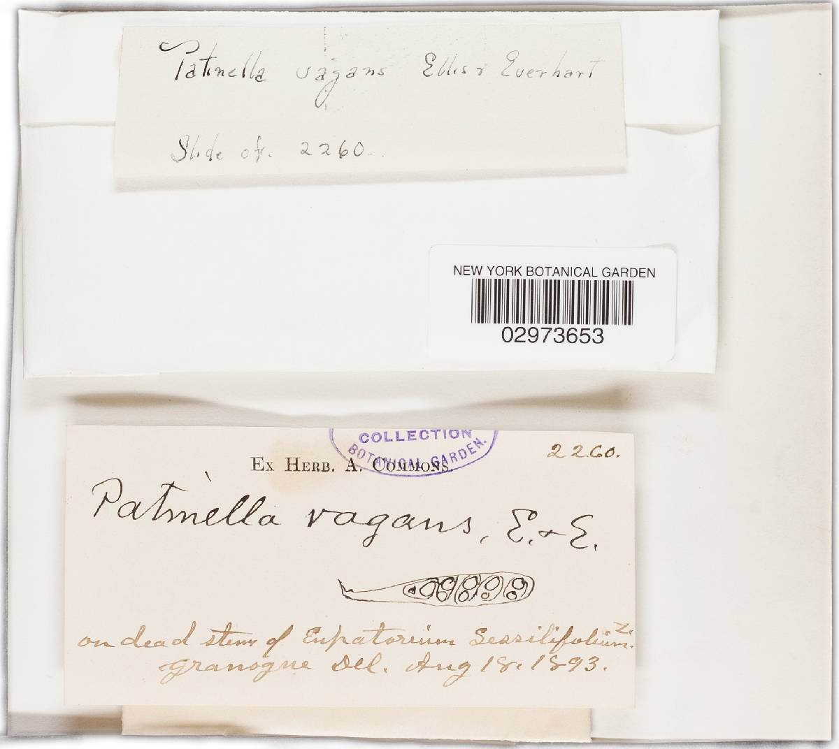 Patinella vagans image