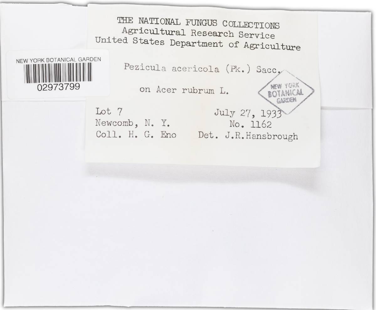 Pezicula acericola image