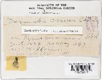 Pezicula acericola image