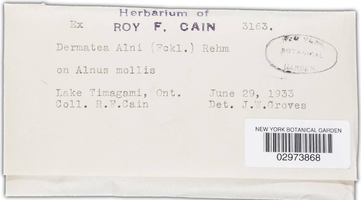 Pezicula alni image