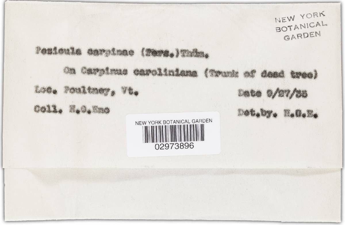 Pezicula carpinea image