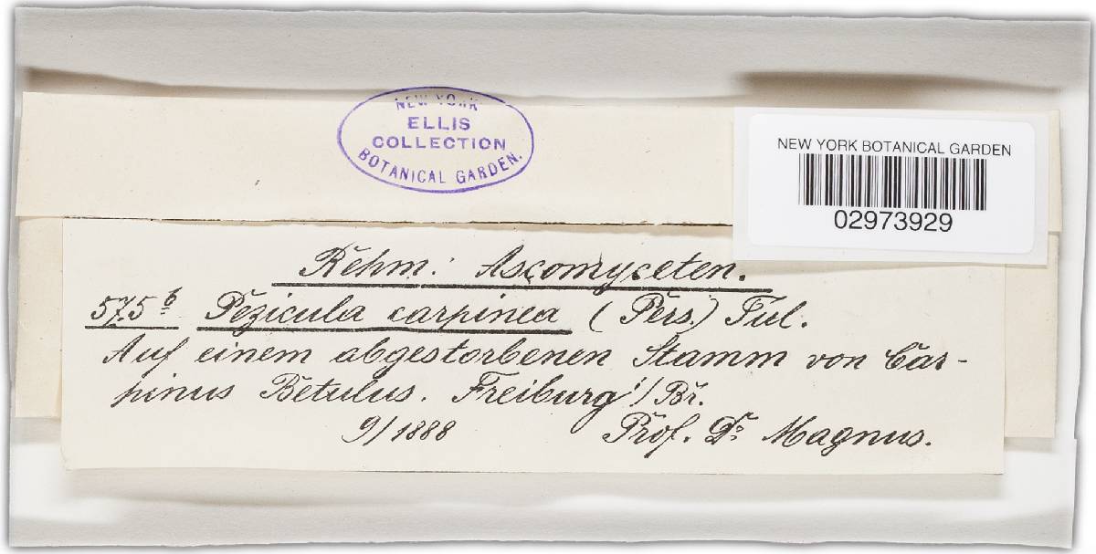 Pezicula carpinea image