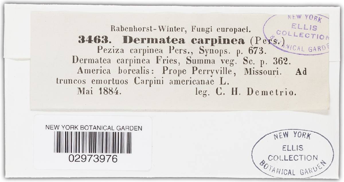 Pezicula carpinea image