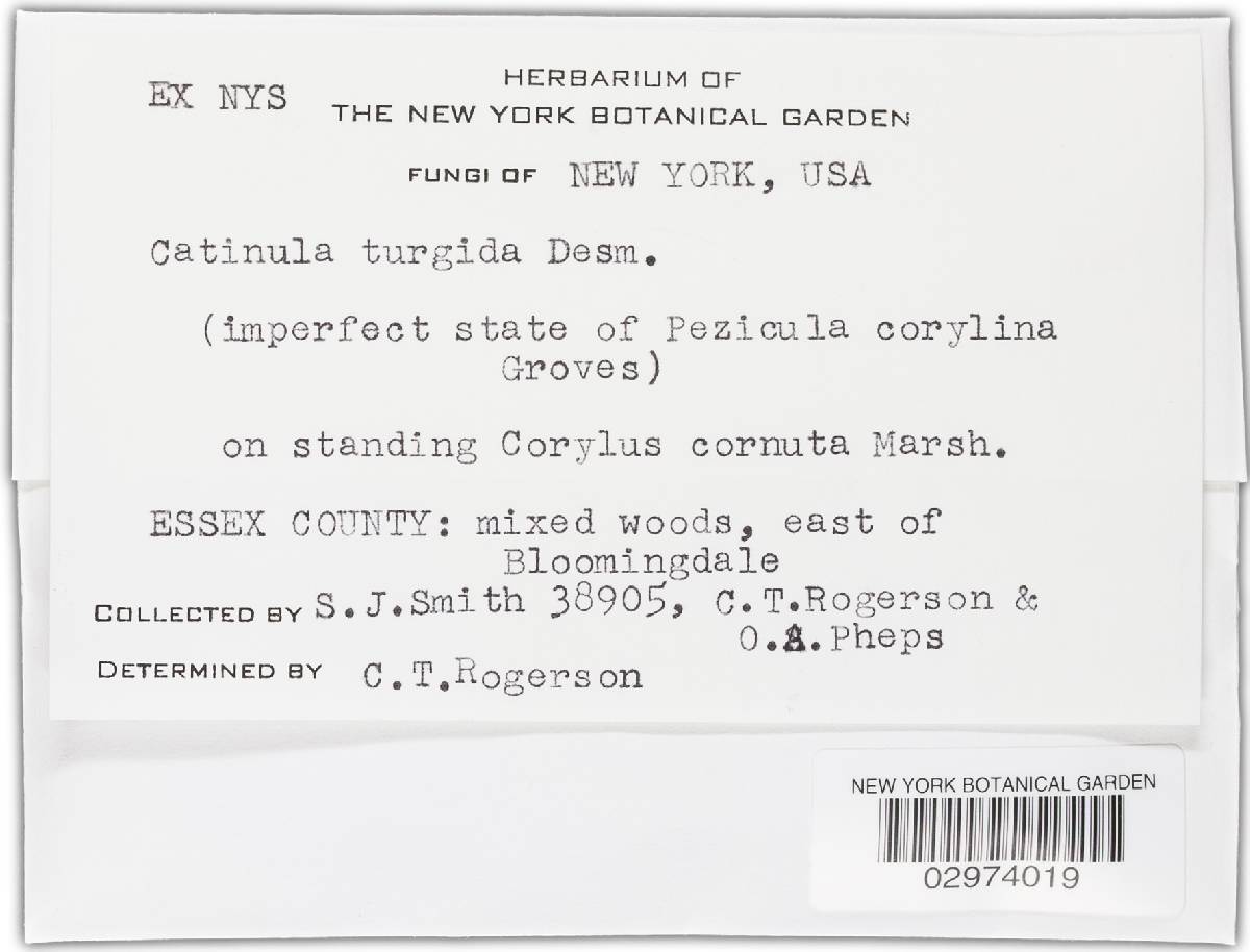 Pezicula corylina image