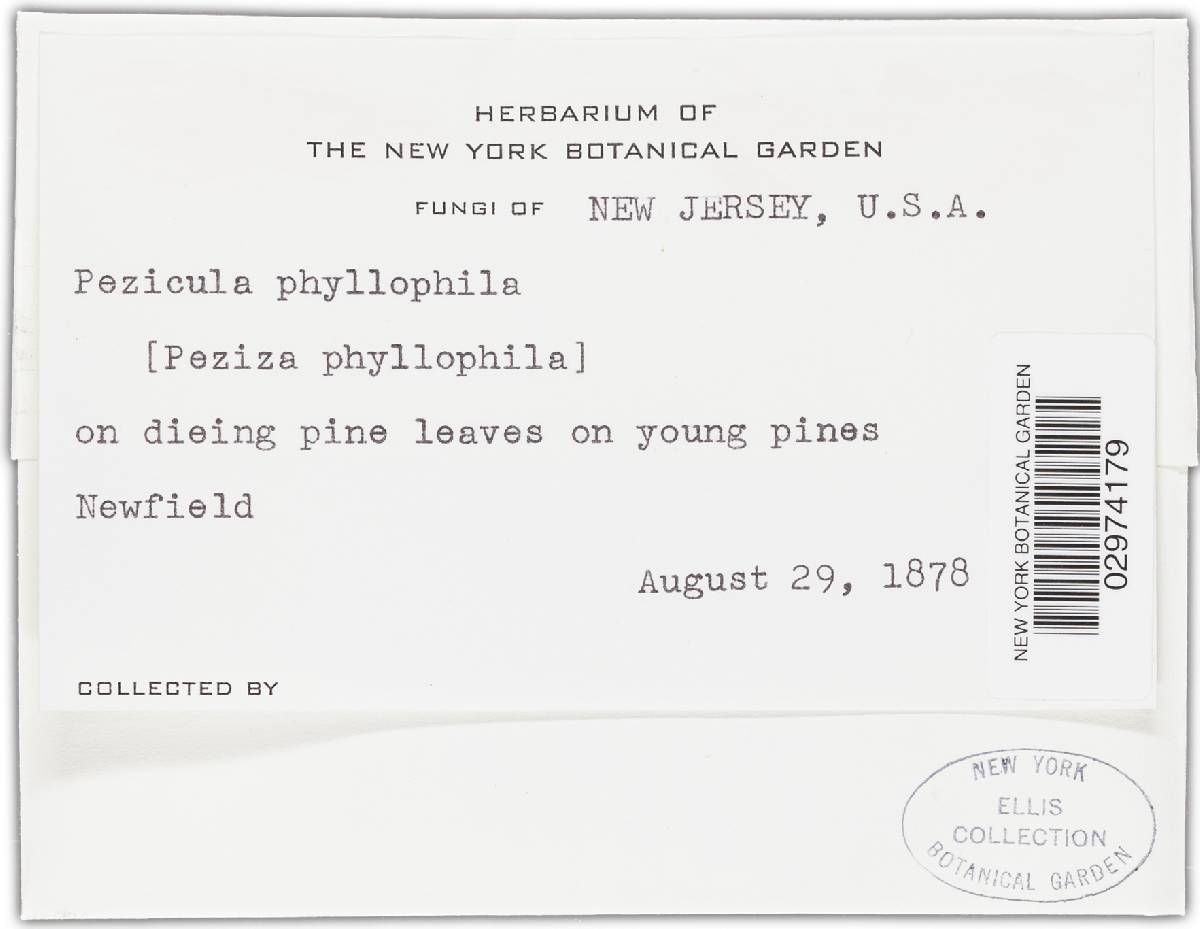 Hymenoscyphus phyllophilus image