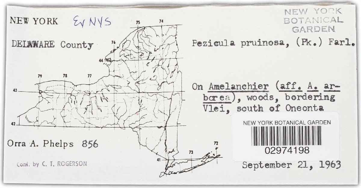 Pezicula pruinosa image