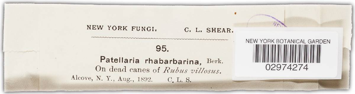 Pezicula rubi image