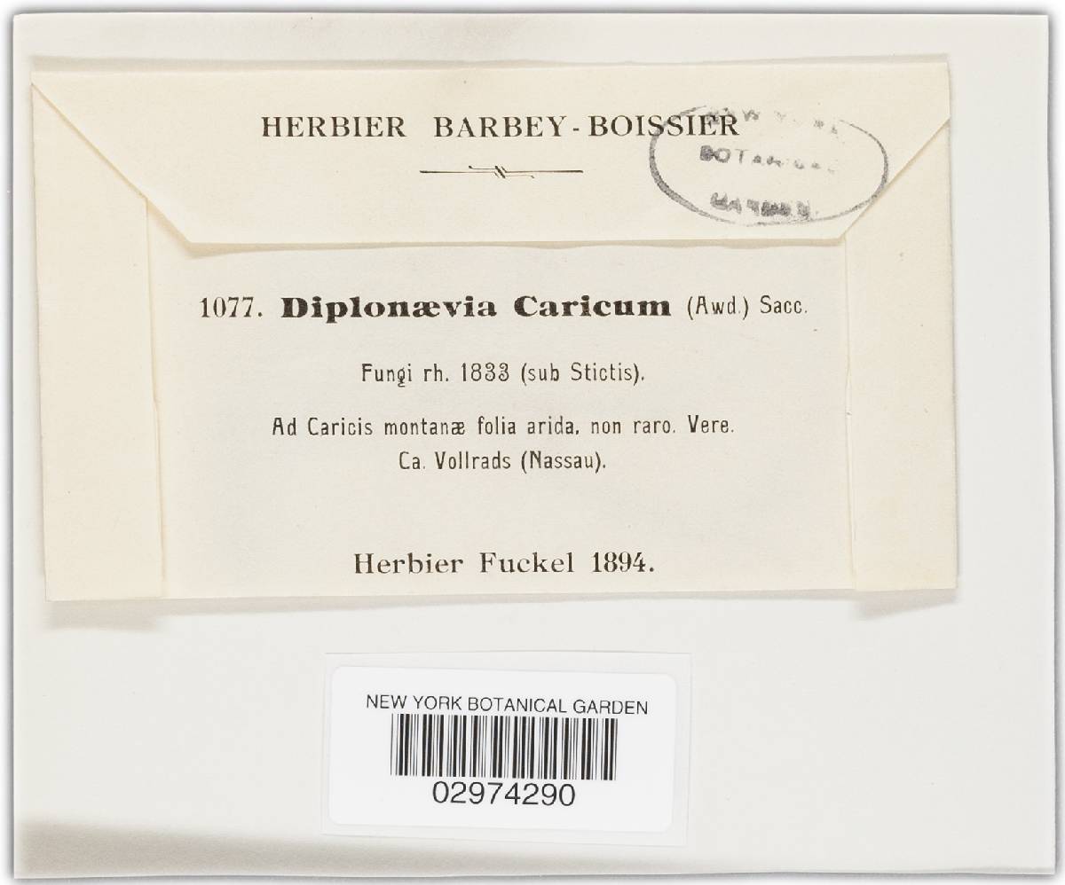 Diplonaevia caricum image