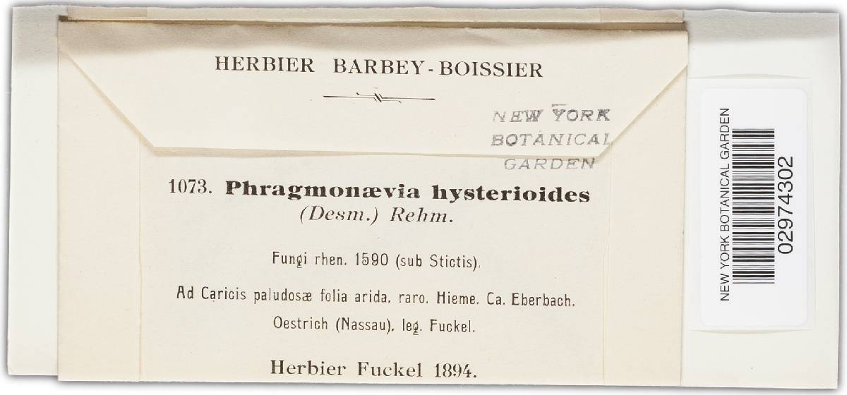 Phragmonaevia hysterioides image