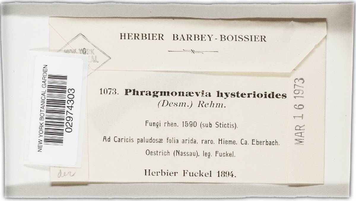 Phragmonaevia hysterioides image