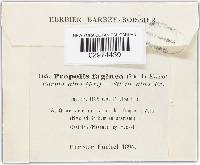 Propolis farinosa image