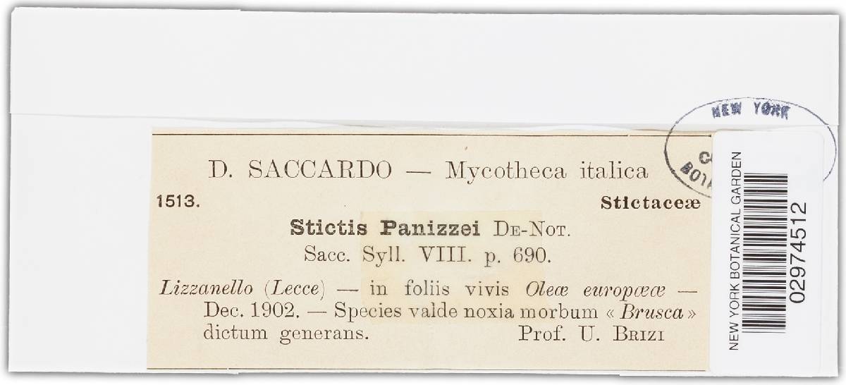 Marthamyces panizzei image