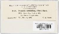 Propolis farinosa image