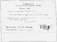 Propolis farinosa image