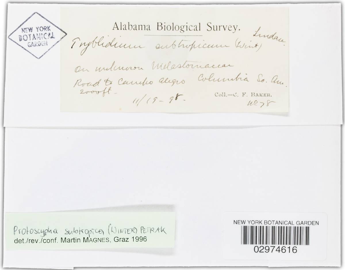 Protoscypha subtropica image